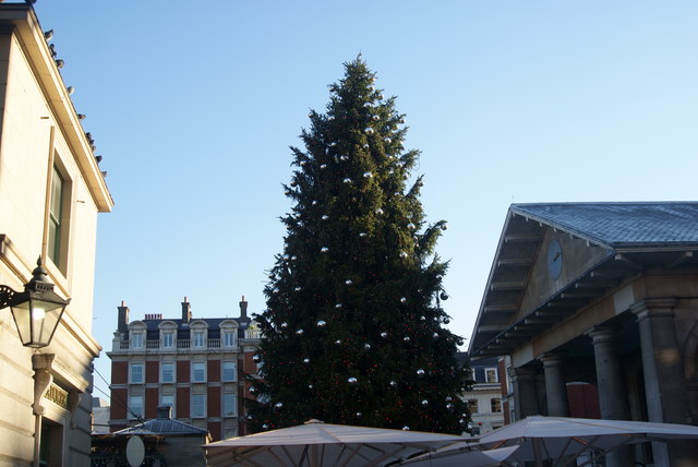 View of a Christmas tree in St. Paul's Churchyard