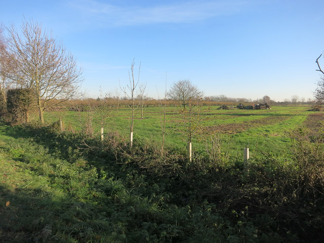 Cleared orchard by Holme Fen Drove