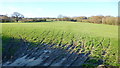 Pasture - and tyre tracks