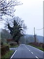 Ivy covered tree by A488