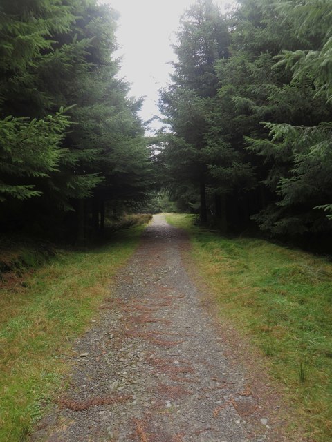 Path in Whinlatter Forest