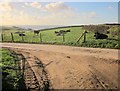 SX6841 : Cattle, Southdown Farm by Derek Harper