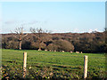 Grazing sheep near Dunkirk