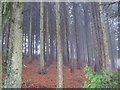 Conifer Woods near Hopton Court