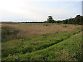 Fallow ground from Brierley Walk