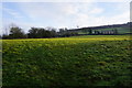 Hillside above Lumsdale Road