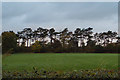 SP0575 : Pines by the private road from Forhill to Forhill Manor by Robin Stott