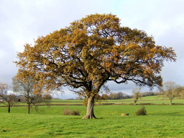 Oak in late autumn