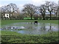 Horse drinking from pond, Blossoms Lane, Woodford