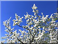 May blossom beside path from Langley to Macclesfield