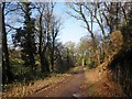 Track through Stone Wood