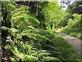 Ferns by the Granite Way