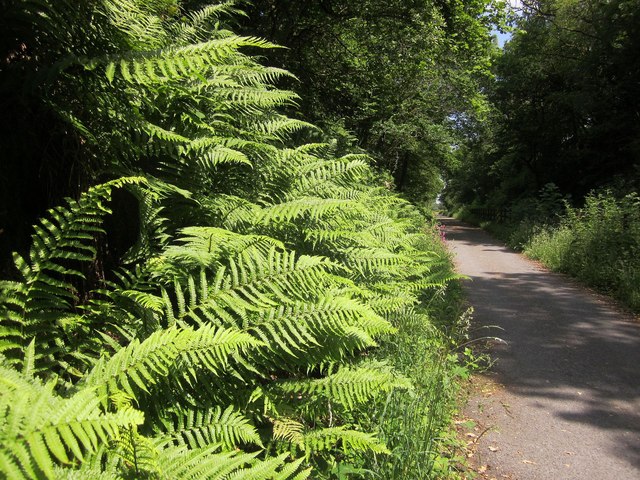Male ferns by the Granite Way