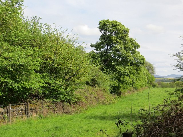 Wooded embankment