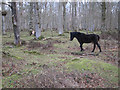 SU2804 : Pony near Queen's Meadow by Hugh Venables