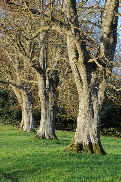 Tree trunks, Eyford Park