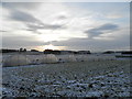 Polytunnels at East Denside