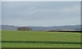 Farmland bounded by Church Lane, Little Sessay