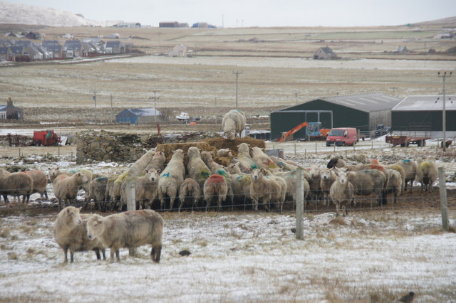 Sheep at a feeder in the snow, Baltasound