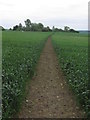 TL4435 : Field path through crops leading towards St John the Evangelist Church, Langley by Colin Park