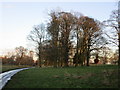 Trees in Dalton Park