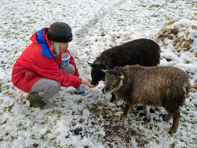 Feeding our Soay sheep