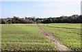 Path towards Ferring Rife