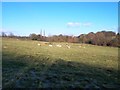 Livestock and Church at Cubley