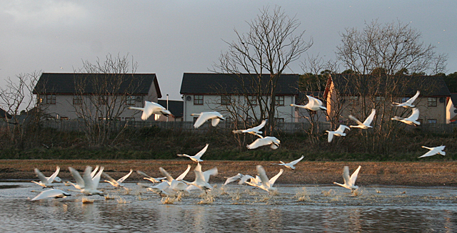 Flight of Swans