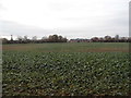 Field behind Chertsey Lane, Egham