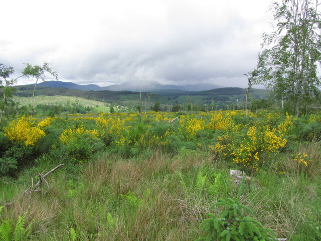 Broom & cleared forestry land NW of Cnoc Mor
