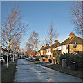 Suburban silver birches