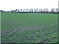 Thin strip of woodland, Burton Moor