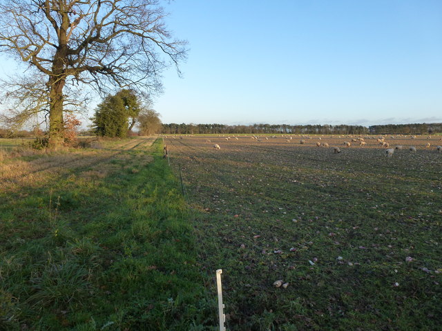 Sheep grazing on Litcham Heath, Norfolk