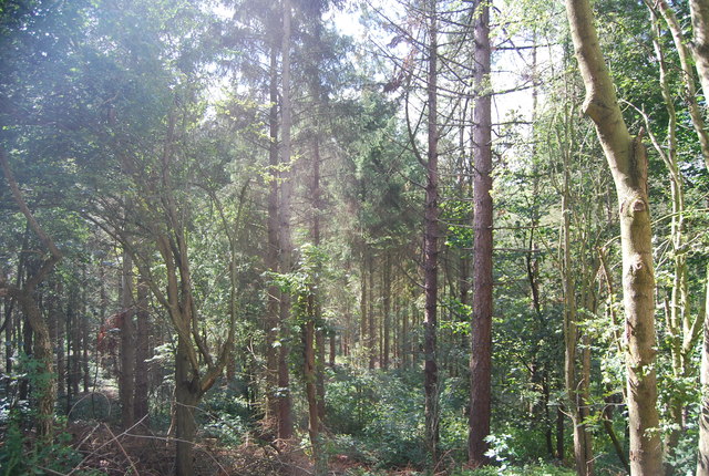 Woodland in the Nidd Gorge