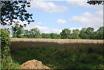 SE3458 : Wheat by the B6165 by N Chadwick