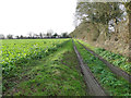 Oil seed rape off Frogs Hall Lane