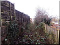 Overgrown area between Yewberry Lane and Grove Park Drive, Newport 