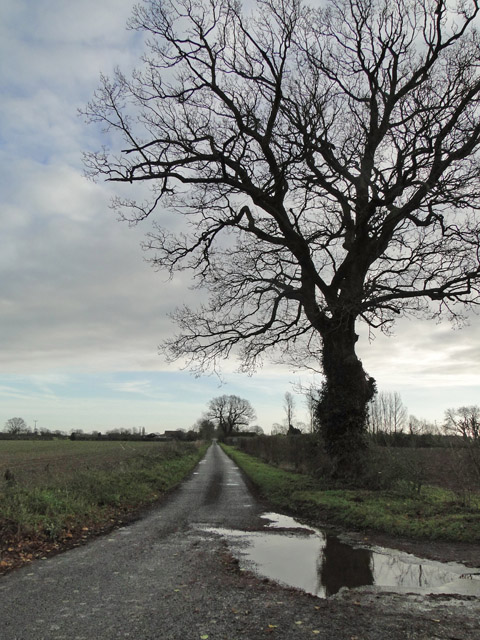 Oak tree silhouetted against a grey sky