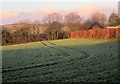 Frosty field, Menheniot