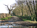 Bridleway alongside to Five Acre Pickle