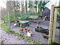 Chickens at the Sustainability Centre