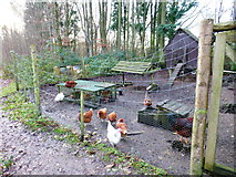 SU6719 : Chickens at the Sustainability Centre by Shazz