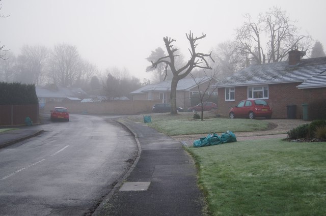A shivering tree