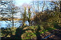 Trees on the bank of Longford Lake, Chipstead