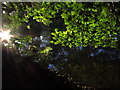 Amesbury - Evening sunlight through trees beside River Avon below Southmill Hill Plantation