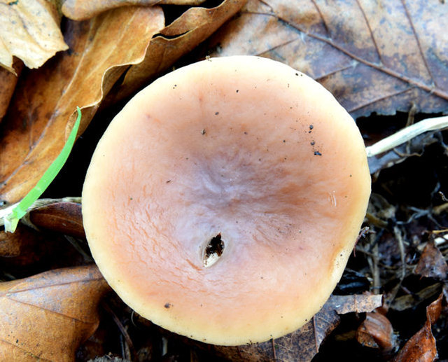 Fungi, Redburn Country Park, Holywood - December 2014(2)