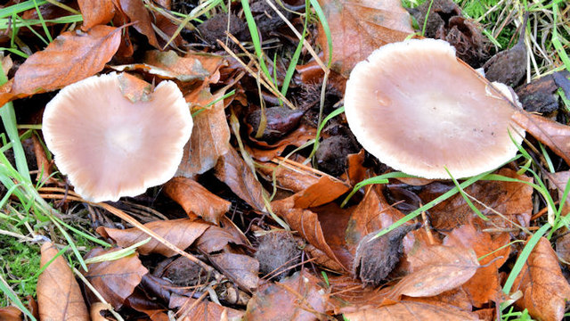 Fungi, Redburn Country Park, Holywood - December 2014(3)