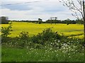 Oilseed rape near Burnhouses