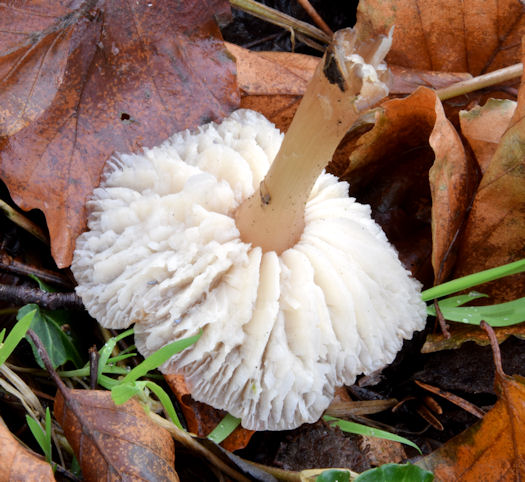 Fungi, Redburn Country Park, Holywood - December 2014(5)